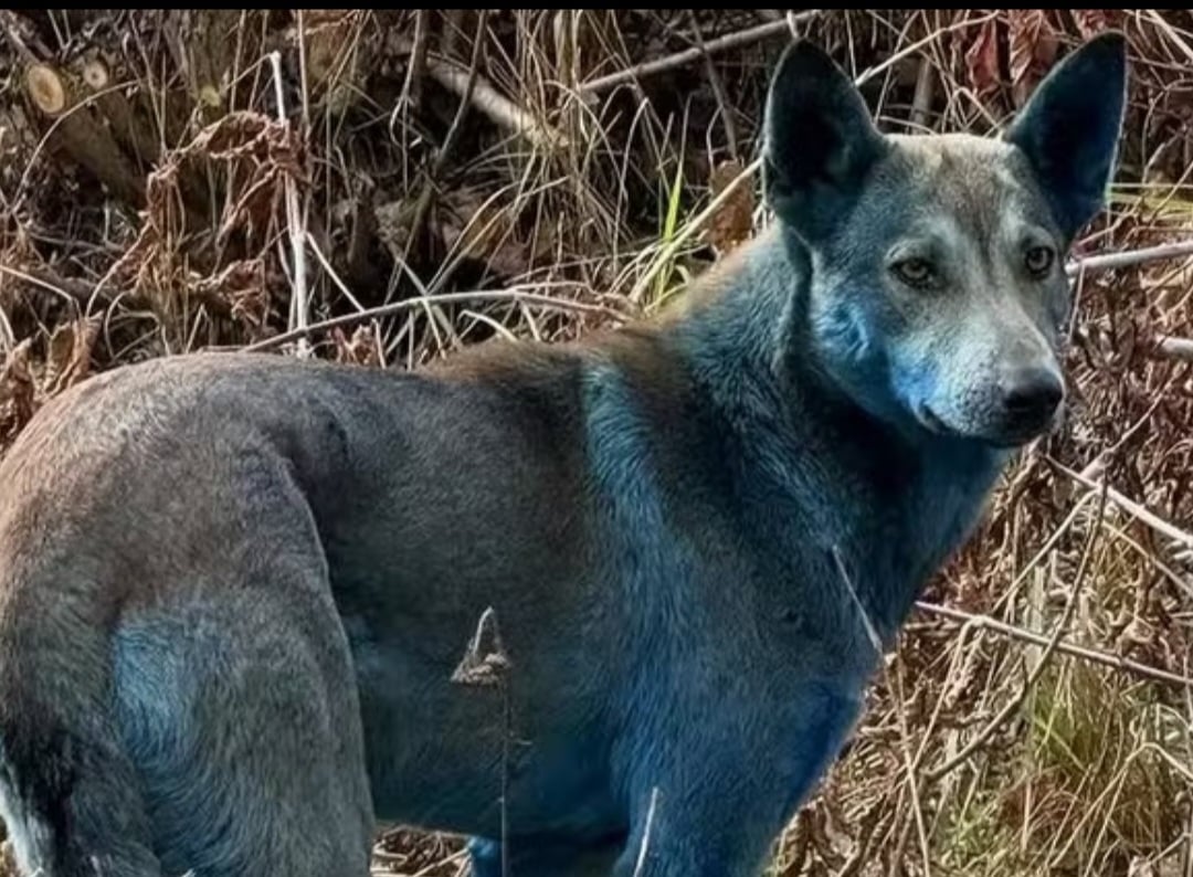 Cães de Chernobyl exibem rara coloração azul e intrigam cientistas