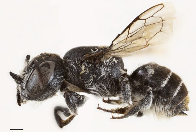 Nova espécie de abelhas recebe nome de Lúcifer por ter “chifres”
