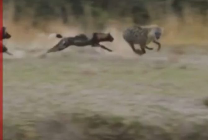 Leão interrompe ataque e salva hiena prestes a parir