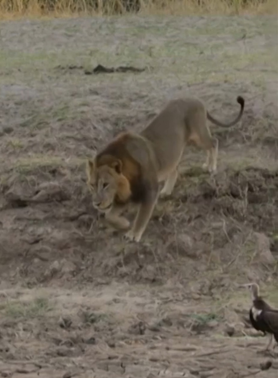 A produção, elaborada ao longo de cinco anos, mostra o cotidiano de diferentes famílias de carnívoros africanos e deixa claro que, na natureza, nem tudo ocorre conforme o esperado.