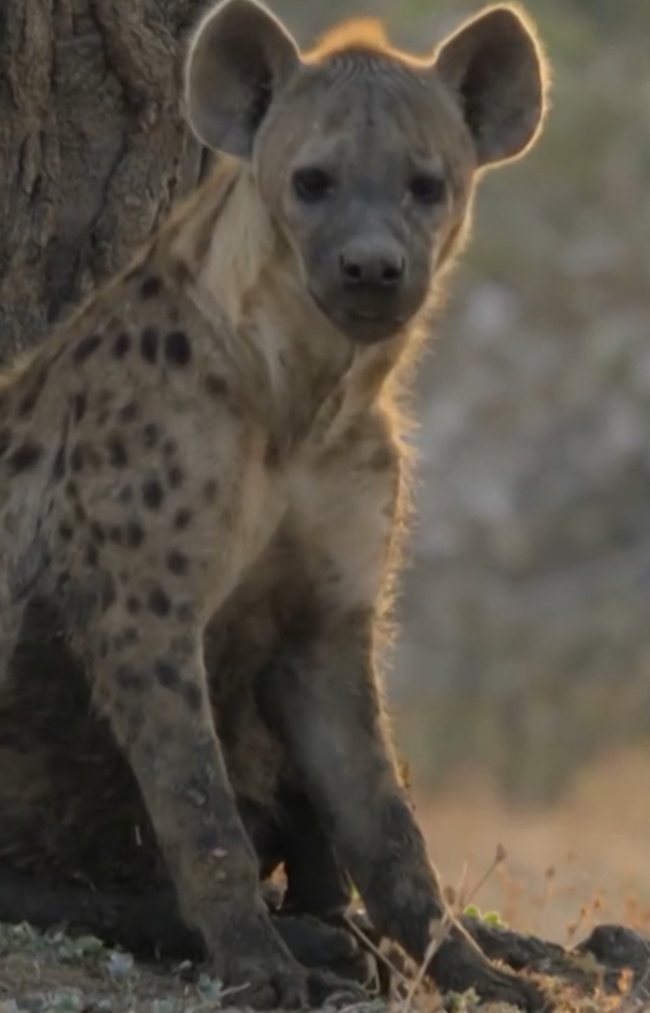 O produtor executivo comentou que nenhuma equipe conseguiria planejar um enredo tão improvável, reforçando como as relações entre esses animais são complexas, tensas e, muitas vezes, totalmente fora dos clichês construídos ao longo do tempo.