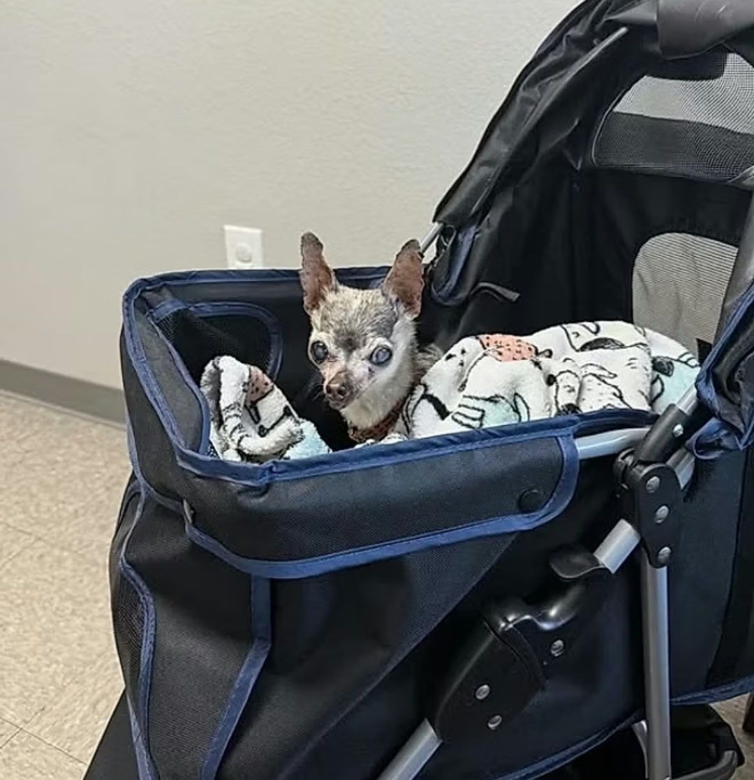 A saúde bucal merece atenção redobrada, já que o acúmulo de tártaro é comum e pode causar mau hálito e doenças mais graves. Escovar os dentes regularmente ou realizar limpezas profissionais ajuda a evitar esses problemas.