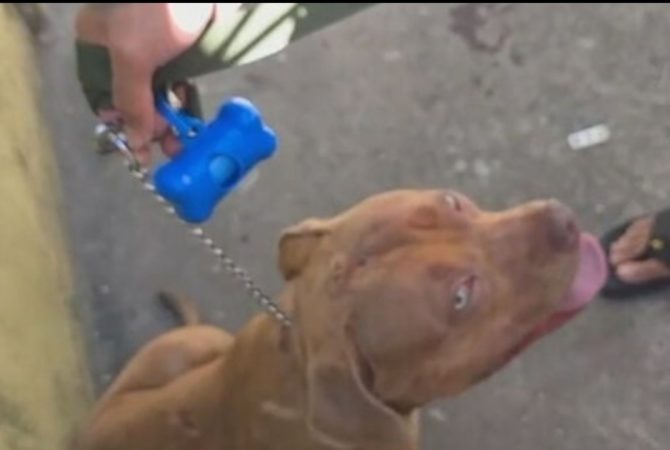 Novos casos de ataque de pitbull: até quando eles vão matar no Brasil?