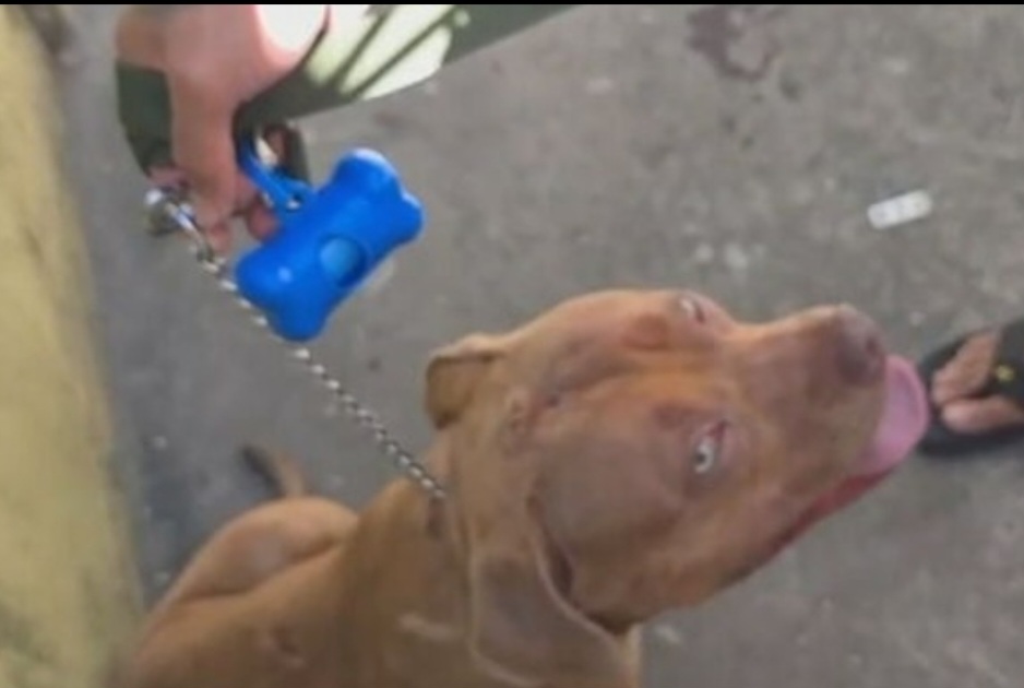 Novos casos de ataque de pitbull: até quando eles vão matar no Brasil?
