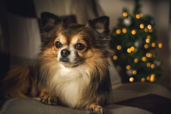 Chihuahua – Pixabay