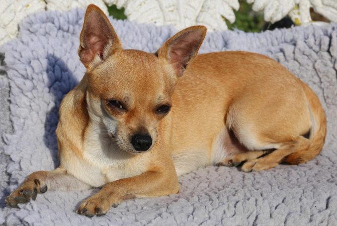 Chihuahua: coragem, energia e muita lealdade