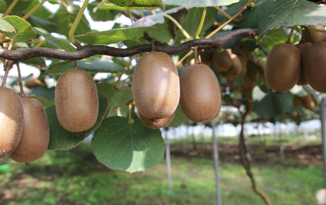 Já as fibras exercem papel essencial na digestão. O consumo frequente melhora o funcionamento intestinal, aumenta a sensação de saciedade e contribui para regular os níveis de glicose e colesterol no sangue. 