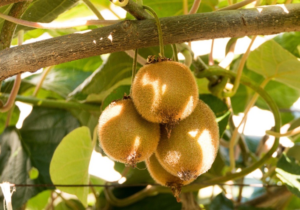 Outro aspecto interessante é a relação do kiwi com a qualidade do sono. A fruta contém quantidades naturais de melatonina e serotonina, substâncias que participam da regulação do ciclo biológico, favorecendo o adormecer e ajudando pessoas que sofrem com insônia.