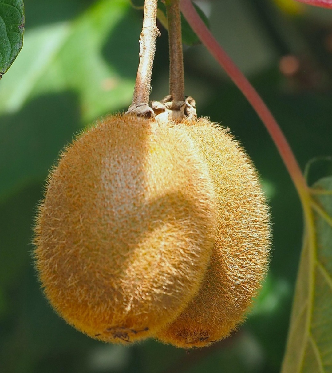 Minerais como potássio, magnésio, cálcio, ferro e zinco também estão presentes e se somam ao conjunto de nutrientes que auxiliam o bom funcionamento do corpo. O potássio, por exemplo, atua no equilíbrio da pressão arterial e pode contribuir para a saúde cardiovascular.