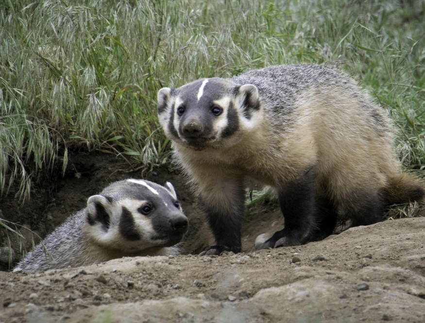 A nível social, os texugos geralmente vivem em grupos familiares, formados por um casal dominante e suas crias. Em algumas regiões, podem até enterrar indivíduos mortos dentro da estrutura das tocas.