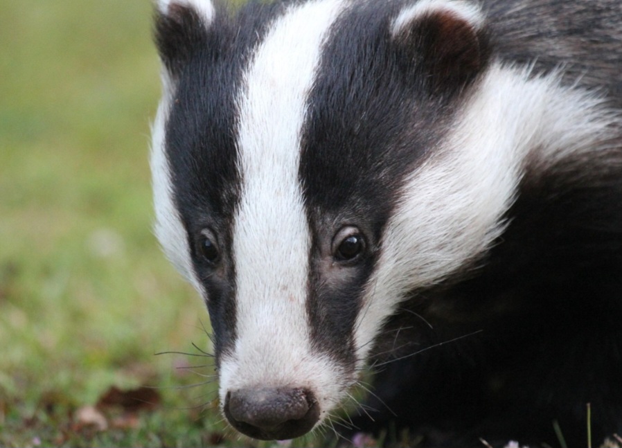 Medidas de conservação focam em preservar ambientes favoráveis, que forneçam alimento, refúgio e locais seguros para reprodução, além de funcionarem como corredores ecológicos que favorecem a dispersão e o intercâmbio genético entre populações.