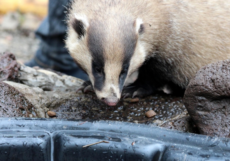 No que diz respeito à conservação, a espécie é classificada como 