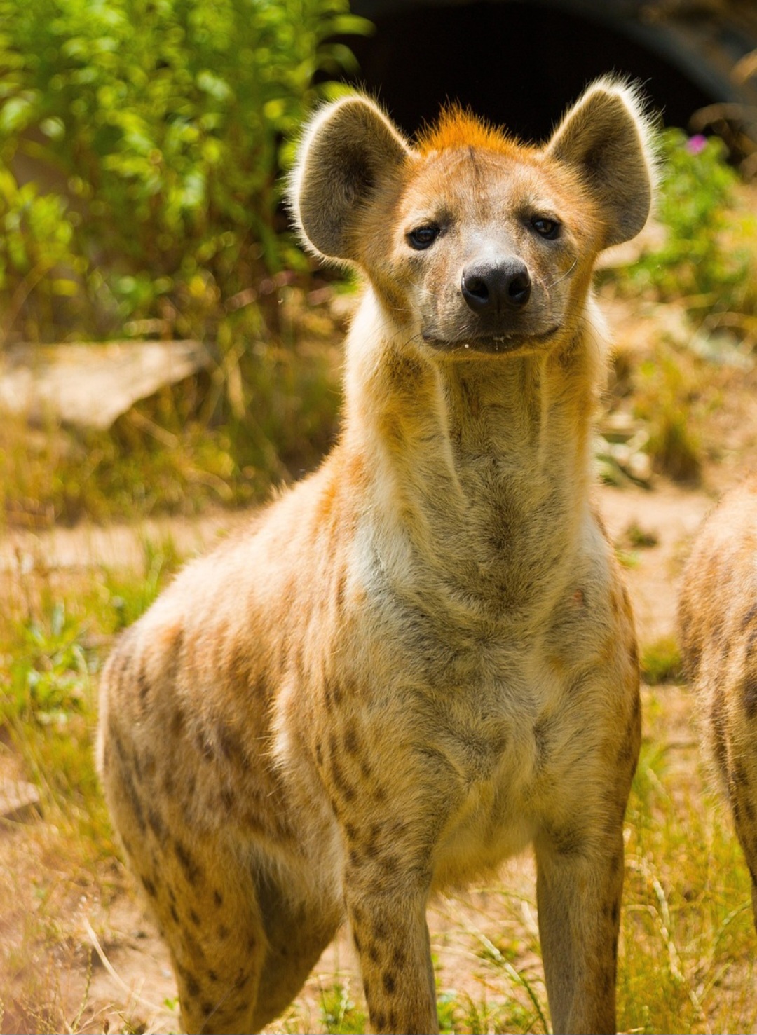 Porém, essa visão nada tem a ver com o comportamento real do grupo. O que mais se aproxima da verdade é que as hienas estão entre os caçadores mais eficientes da África e exibem estruturas sociais tão complexas quanto as de primatas.