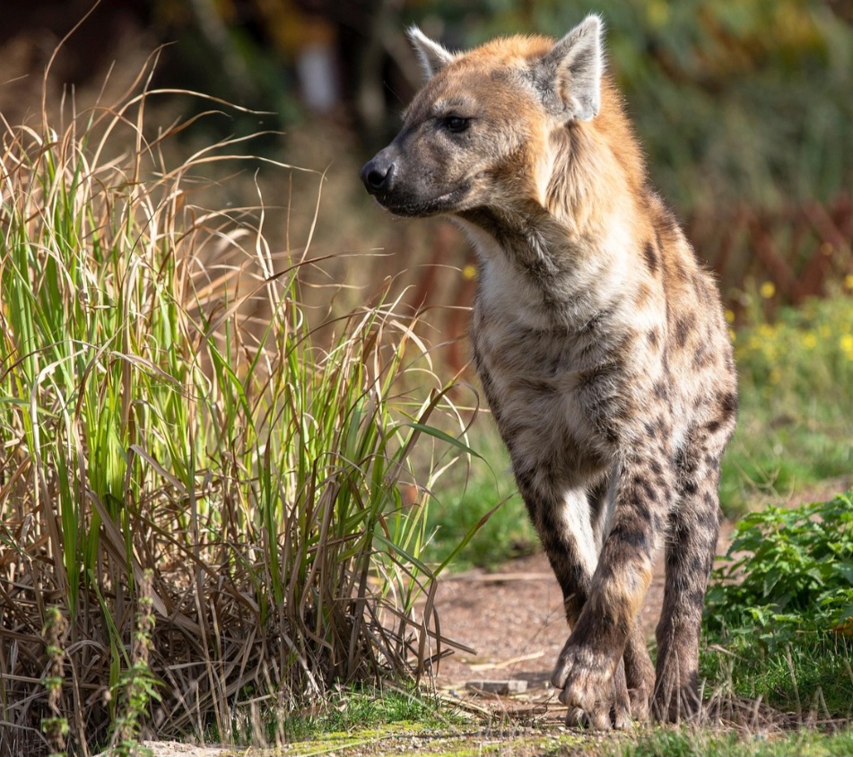 Pesquisadores que acompanham hienas no leste da África ressaltam que a má reputação delas tem pouco fundamento. A aparência peculiar e a vocalização incomum ajudam a alimentar o preconceito. O som que popularmente chamamos de risada está longe de ser sinal de malícia.