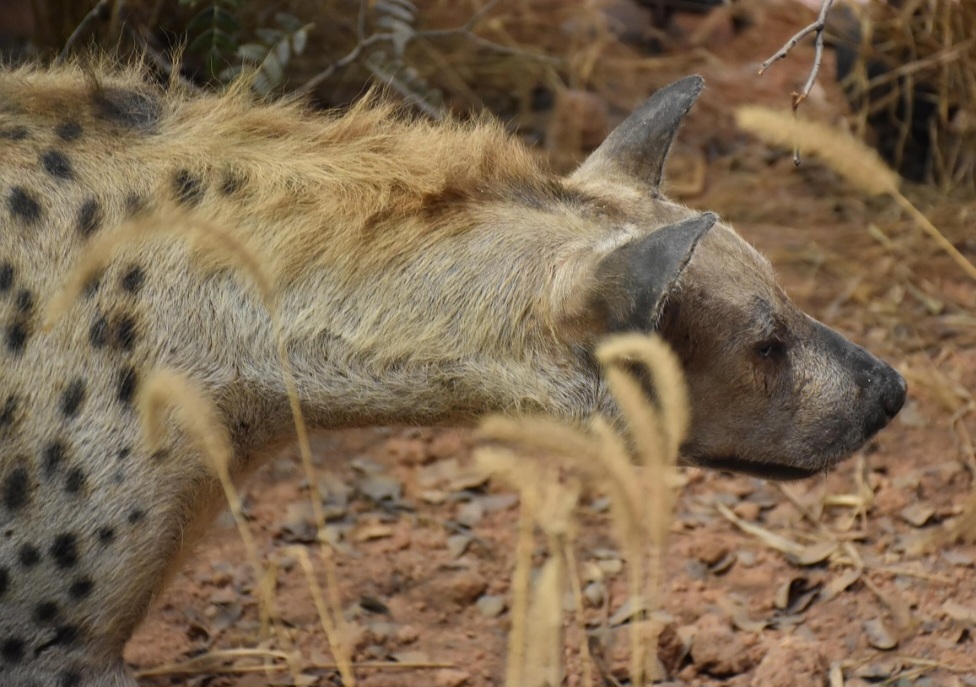 Ele tem funções variadas, como coordenar movimentos do grupo quando enfrentam leões, comunicar estado físico ou indicar a localização de outros membros do clã. Curiosamente, esse tipo de vocalização predominante é exclusivo das hienas malhadas, espécie que vive em regiões do leste e sul do continente.