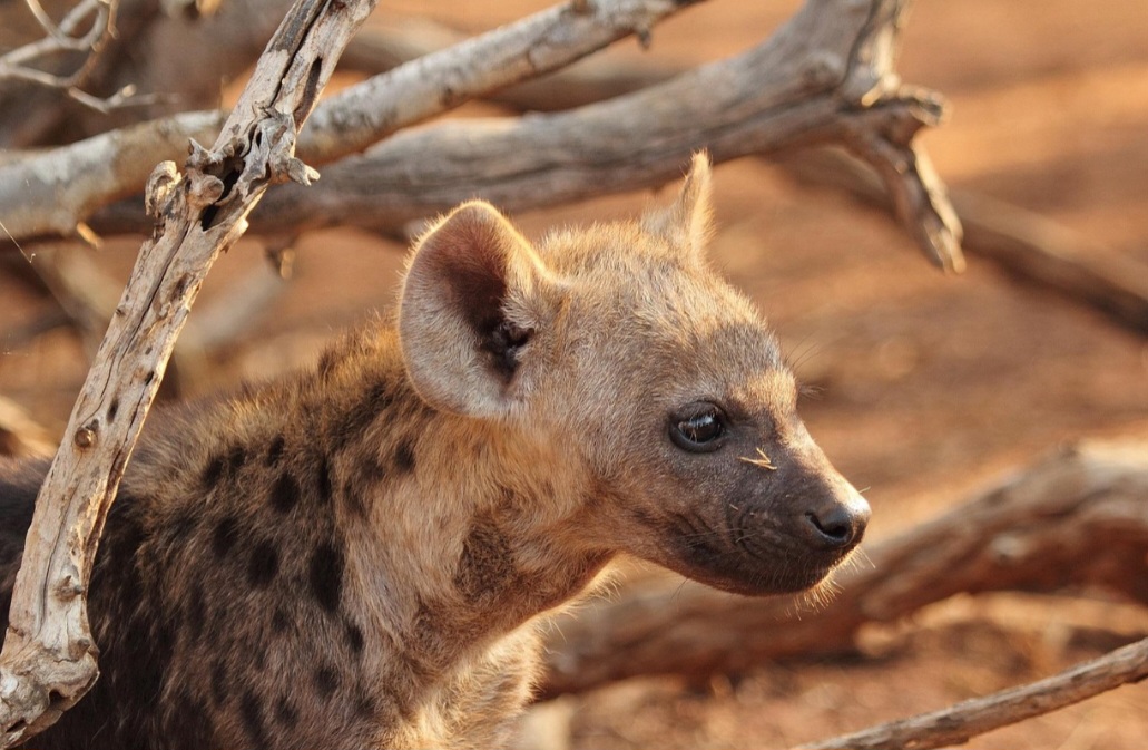 Atualmente são reconhecidas três espécies de hienas: marrom, listrada e malhada. Elas podem viver em áreas da África e da Ásia e compartilham algumas características marcantes, como a mandíbula extremamente forte, capaz de quebrar ossos com facilidade.