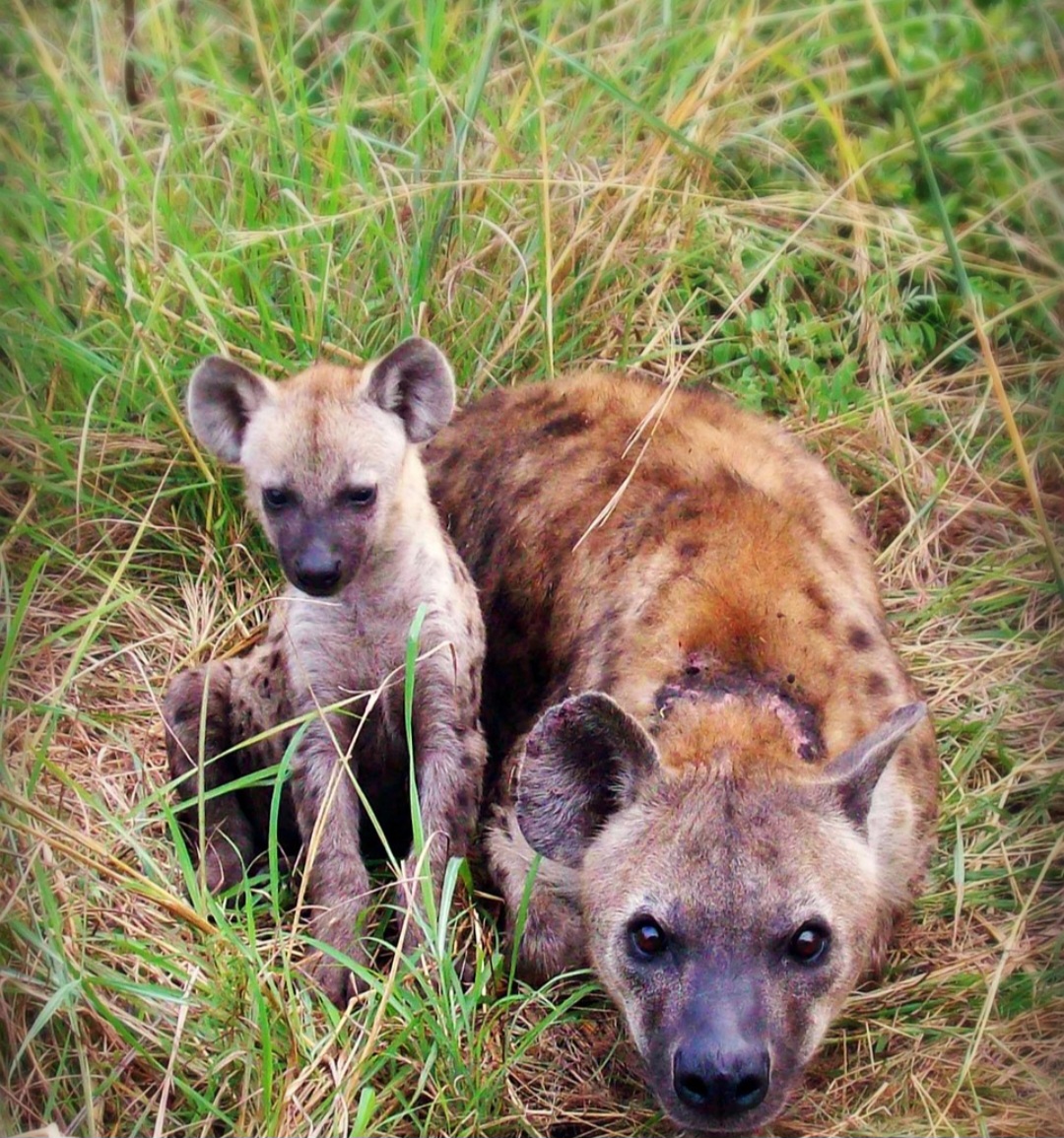 O corpo apresenta membros anteriores mais altos que os posteriores, o que confere uma silhueta inclinada e um modo de andar bastante característico. A pelagem pode variar de tons claros a escuros e as orelhas podem ser arredondadas ou mais pontiagudas, dependendo da espécie.