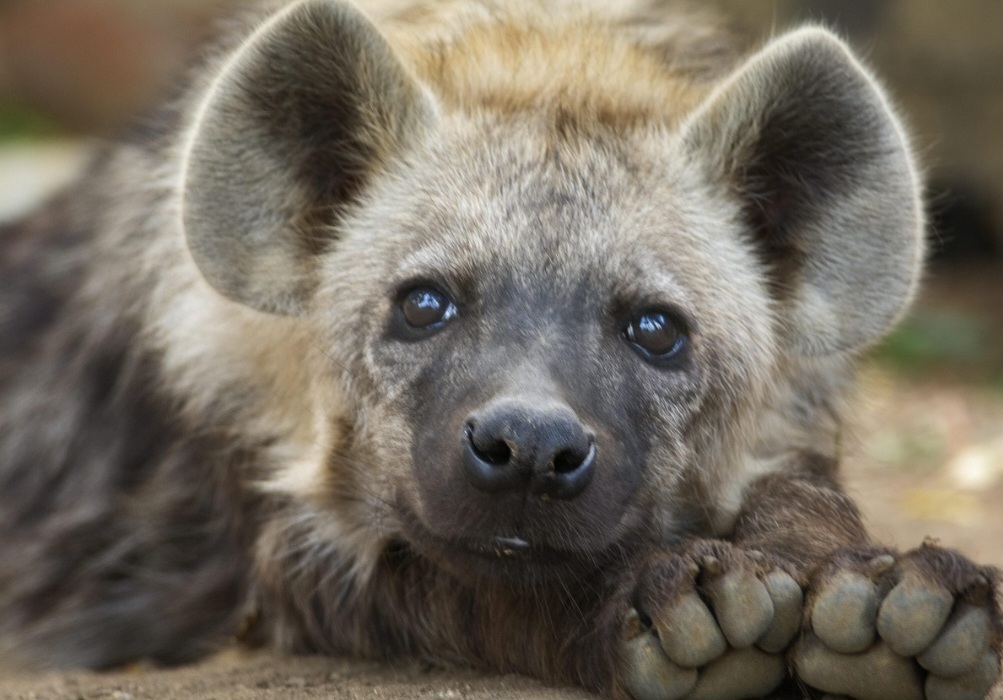 As diferenças entre elas não se limitam à aparência. As hienas malhadas, por exemplo, formam grandes grupos chamados clãs. Esses clãs reúnem dezenas ou até mais de cem indivíduos em regiões onde há muita oferta de presas.