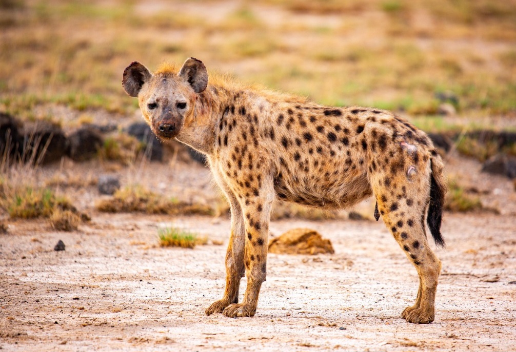 A vida social é sofisticada e o comando é mantido por uma fêmea alfa. As listradas, por outro lado, geralmente vivem de forma mais solitária. Já as marrons apresentam grupos menores e hábitos variados conforme o ambiente.