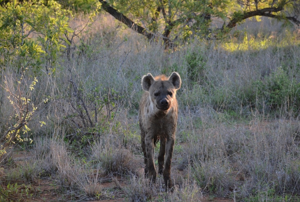 Quando se alimentam de carcaças, aceleram a decomposição, evitando a contaminação de cursos d água e a proliferação excessiva de insetos que se multiplicariam na carne em decomposição.