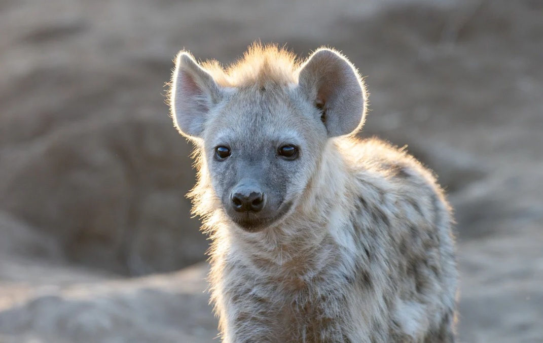 Ao roubar presas de outros grandes carnívoros, também interferem no equilíbrio das populações de herbívoros. Assim, longe de serem animais maléficos, contribuem de forma decisiva para o funcionamento saudável dos ecossistemas.