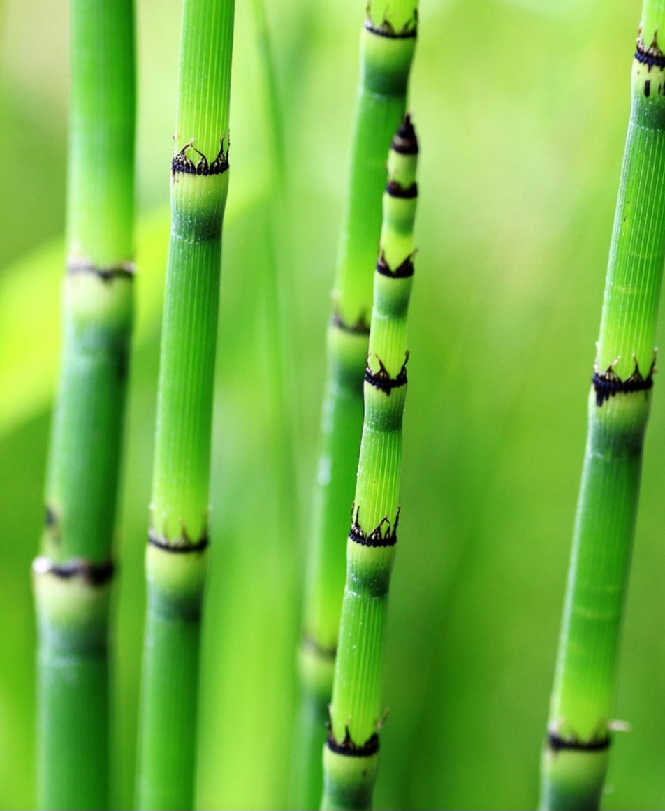 Com centenas de espécies espalhadas mundo afora, o bambu é uma gramínea de grande versatilidade. No Brasil, conhecido como taquara ou taboca, destaca-se pelas diversas aplicações.
 -  (crédito: Pixabay)