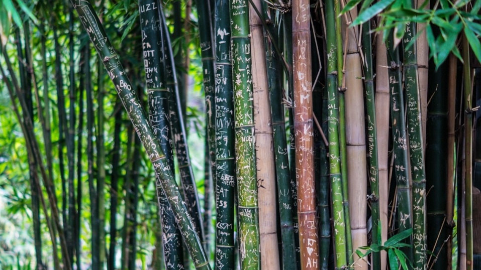Esses bambus lenhosos podem atingir mais de 30 metros de altura, e desempenham papel ecológico importante, além de apresentarem grande potencial para uso material.