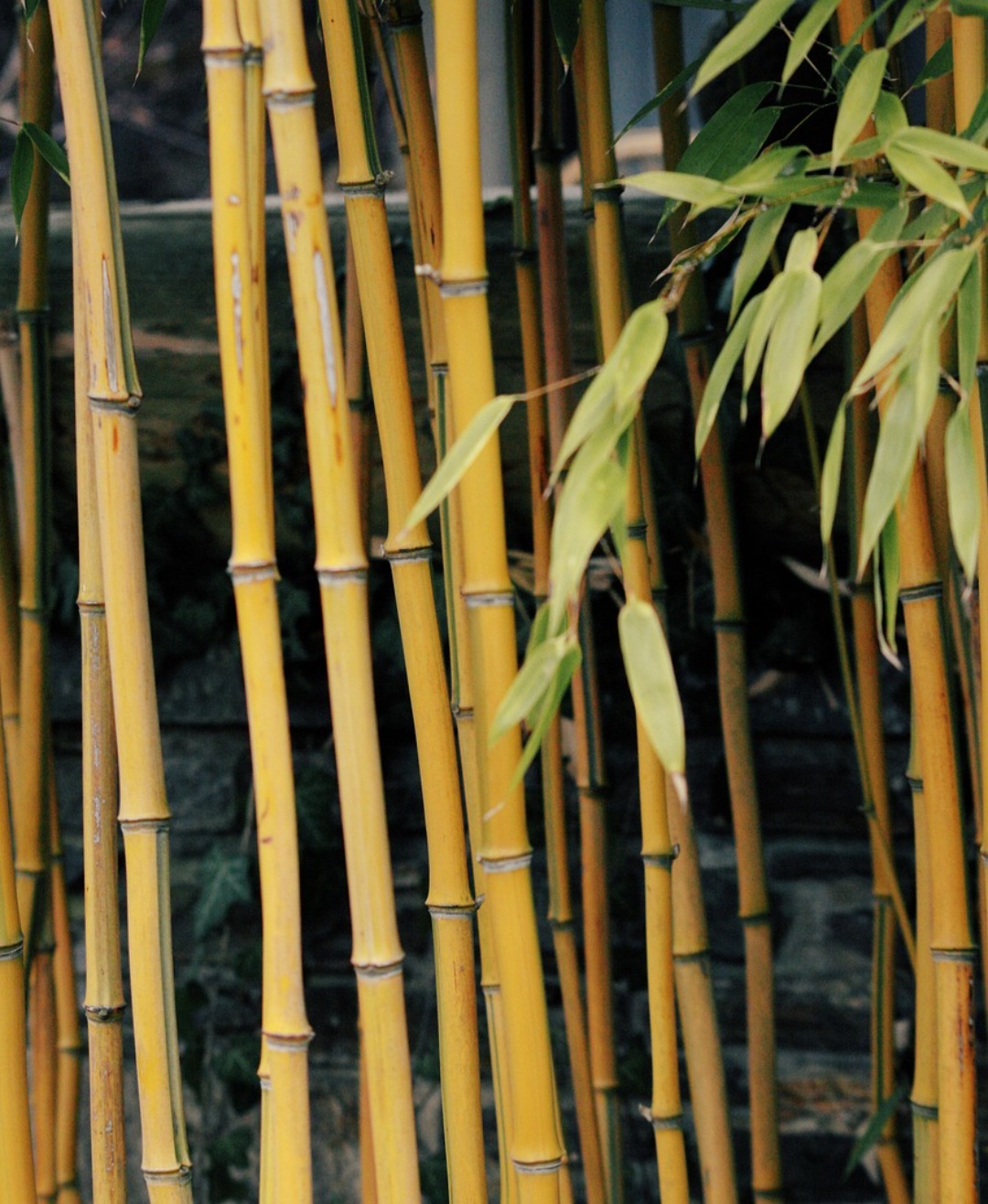 Do ponto de vista ambiental, o bambu pode oferecer muitos serviços: suas raízes ajudam a estabilizar o solo, combater erosão e recuperar áreas degradadas. Ele também tem potencial de absorver carbono.