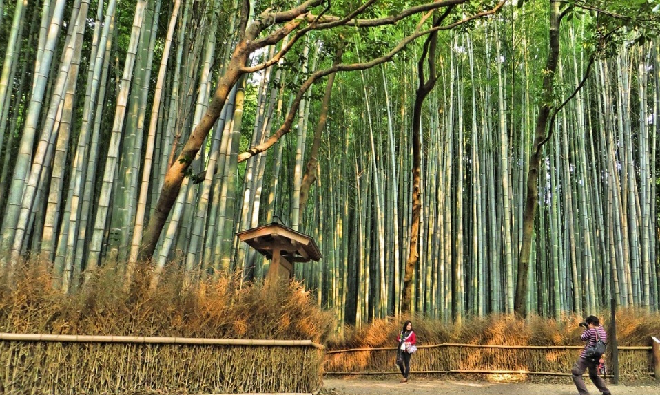 Do ponto de vista produtivo, apesar das oportunidades, a cadeia nacional do bambu ainda esbarra em desafios. O mercado domesticado no Brasil privilegia poucas espécies exóticas, enquanto muitas nativas - com grande potencial mecânico e ambiental - são pouco exploradas.