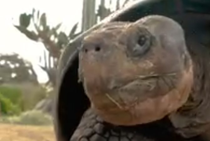 Morre Gramma, a tartaruga “vovó” que chegou a 141 anos nos Estados Unidos