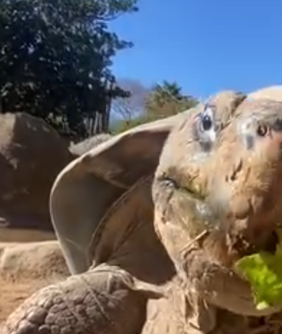Além de atrair gerações de admiradores, Gramma tornou-se um ícone global da conservação, ajudando a conscientizar o público sobre espécies ameaçadas. Sua morte encerra uma era, mas sua trajetória permanece como referência no esforço internacional pela proteção da fauna.