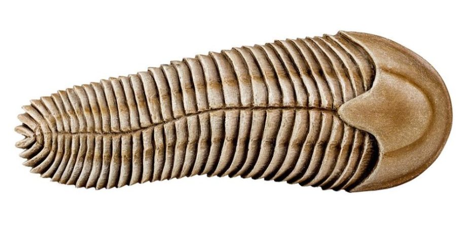 Spriggina - Wikimedia Commons/Matteo De Stefano/MUSE