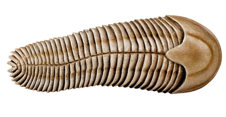 Spriggina (cerca de 550 milhões de anos): Alguns cientistas consideram que a spriggina pode ser ancestral distante de artrópodes ou anelídeos.