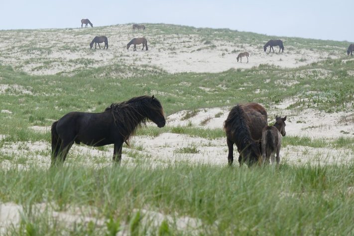 Cavalos selvagens na Ilha Sable, Nova Escócia - Wikimedia Commons/Paul Gierszewski