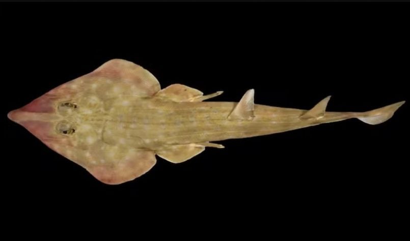 Tubarão-guitarra, descoberto pelo projeto Censo dos Oceanos - The Nippon Foundation-Nekton Ocean Census/Sergey Bogorodsky