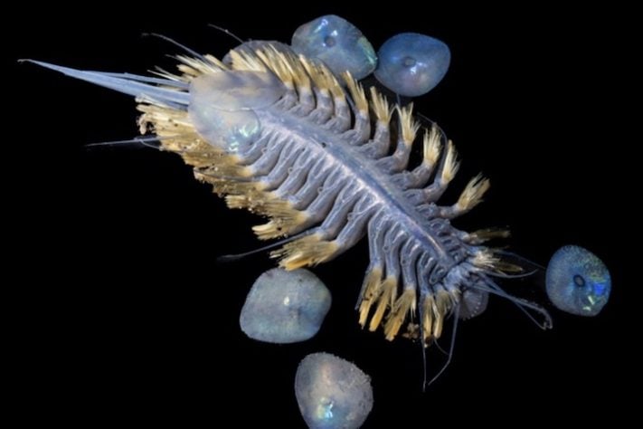 Verme escamoso iridescente encontrado a 2.859 metros de profundidade - Jialing Cai/The Nippon Foundation-Nekton Ocean Census/Schmidt Ocean Institute