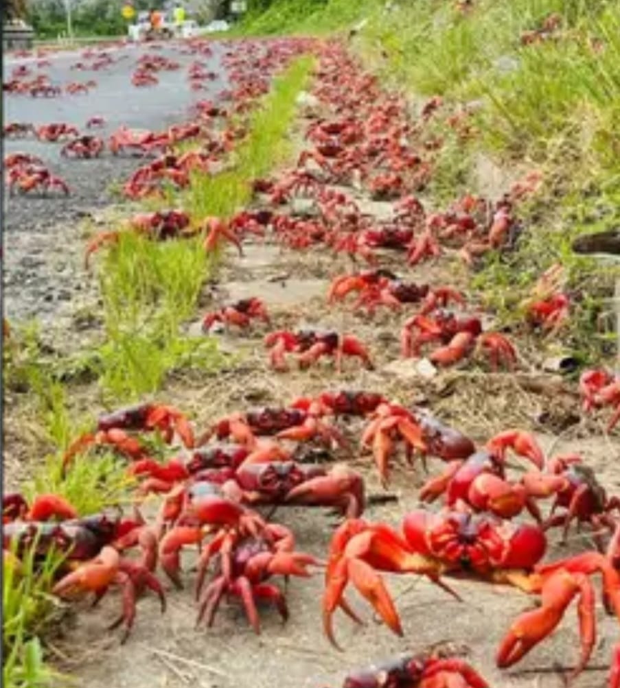 No entanto, a crescente urbanização da ilha e as mudanças climáticas vêm ameaçando esse ciclo natural.