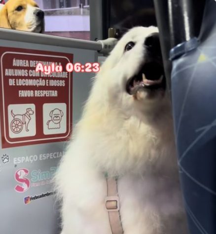 Ônibus escolar para cachorros viraliza nas redes - Reprodução/Redes Sociais
