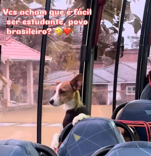 Alguns cães aparecem comportados olhando pela janela, já outros estão vibrando de alegria, pulando e abanando o rabo.