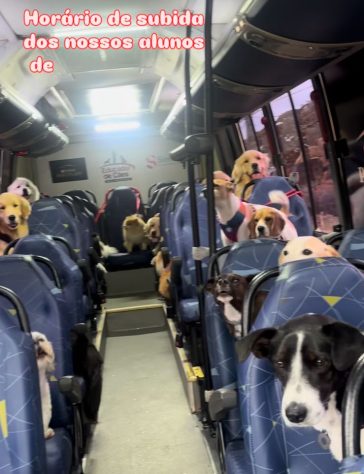 Ônibus escolar para cachorros viraliza nas redes - Reprodução/Redes Sociais  