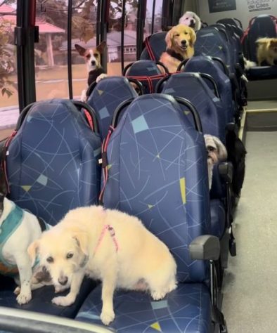 Ônibus escolar para cachorros viraliza nas redes - Reprodução/Redes Sociais