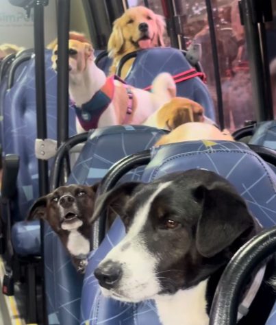 Ônibus escolar para cachorros viraliza nas redes - Reprodução/Redes Sociais  