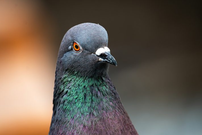 Pombo, ave - Alexandre Daoust/Unsplash