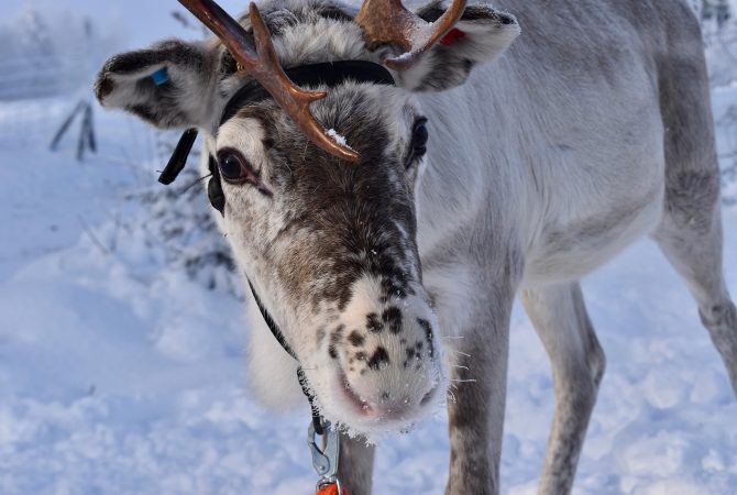 Símbolos do Natal, renas eram capturadas com sistemas complexos de armadilhas na Noruega