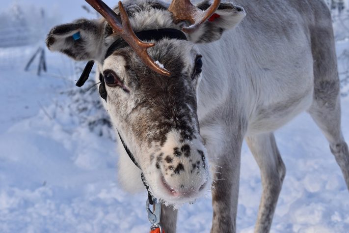 Renas (animal) - Carole Isenegger/Pixabay