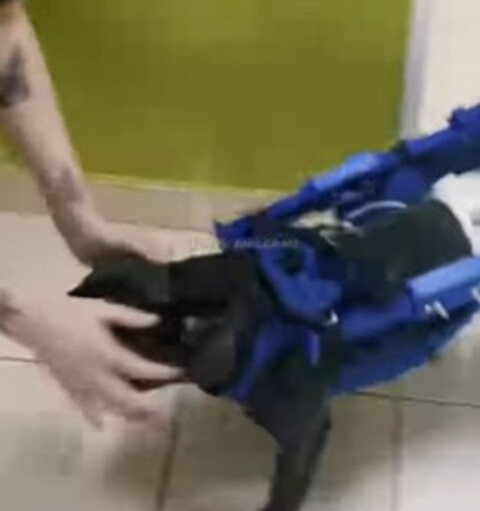 O vídeo de Tiringa correndo com sua cadeira de rodas já ultrapassou 182 mil visualizações no Instagram. A história inspiradora mostra como tecnologia e empatia podem mudar vidas, mesmo as de animais.