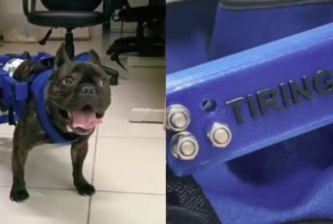 Cão paraplégico ganha cadeira de rodas elaborada por universitário e volta a andar