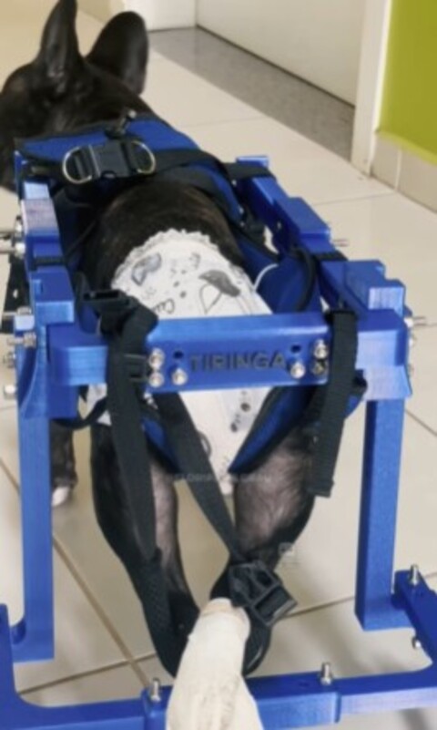 A tutora Thuany Silva Bento agradeceu ao IFSC pela dedicação e carinho com o Tiringa. Ela celebrou a nova fase do pet, dizendo que ele está amando seu novo companheiro de passeio. O comentário foi feito em uma publicação viral que destacou a transformação do cãozinho.