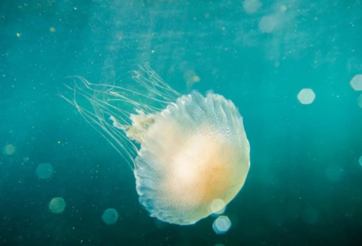 Caravelas-portuguesas reaparecem no litoral de SP e aumentam risco de queimaduras graves