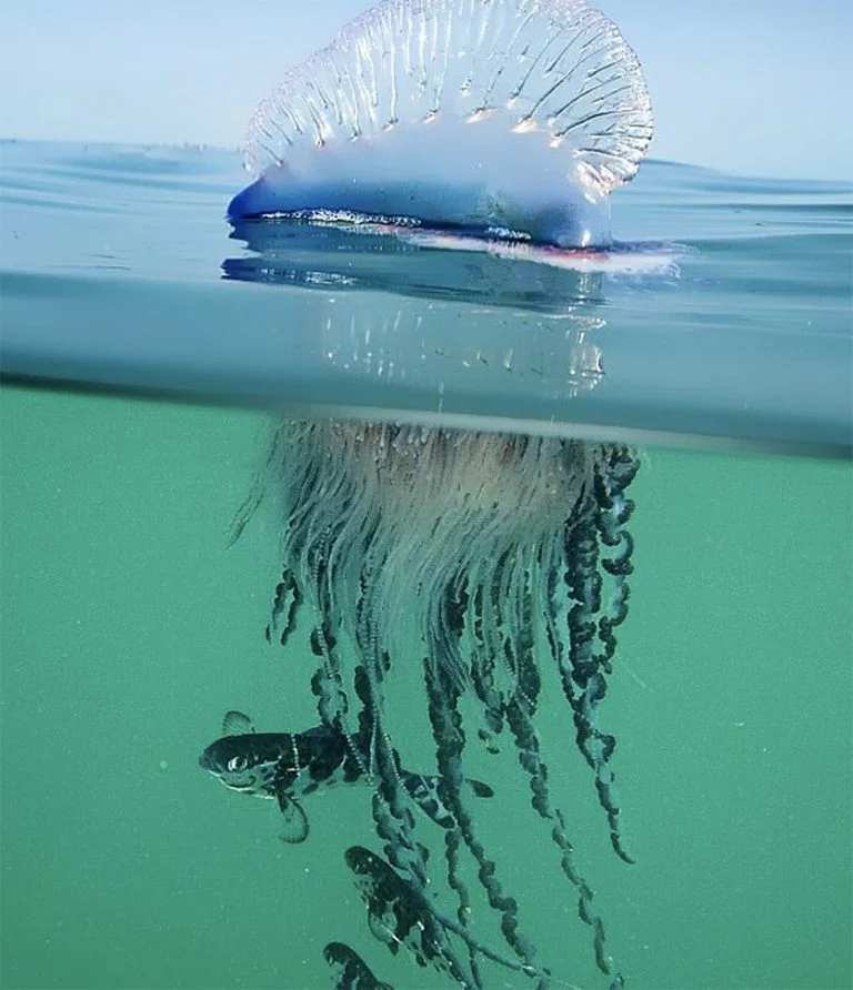 Em caso de queimadura, não use água doce nem areia. Aplique vinagre na região afetada, remova os tentáculos com pinça ou barbeador e evite coçar. Observar a faixa de areia antes de entrar no mar pode evitar acidentes. Fique atento a relatos de aparecimento da espécie na região.